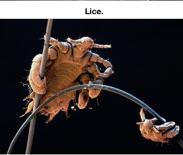 Microscopic photographs of everyday stuff.