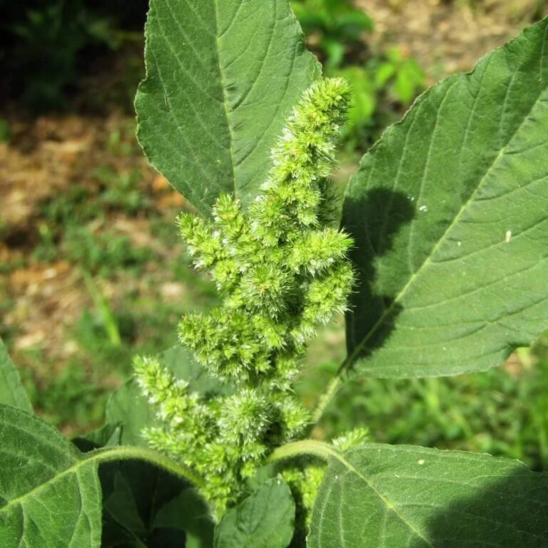 Planta ACEASTA creste ABSOLUT oriunde in România! Opreste TUMORILE si îmbunatateste MEMORIA!